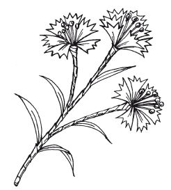 Василек чертеж