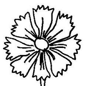 Раскраска Василек цветок