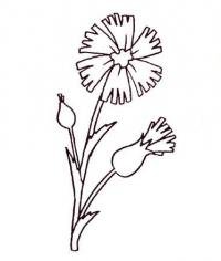 Василек раскраска для детей