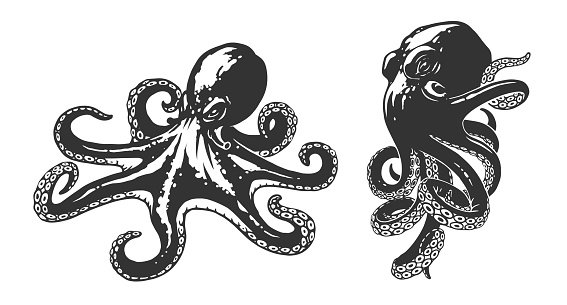 Каракатица эскиз
