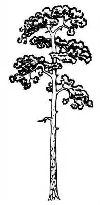 Сосна Веймутова ветки зимой