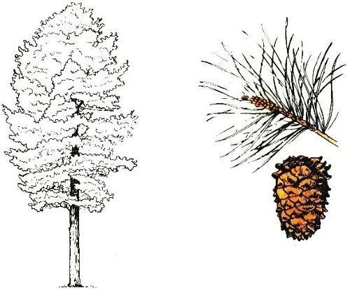 Силуэты таежных деревьев