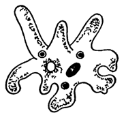 Амеба Протей черно белая