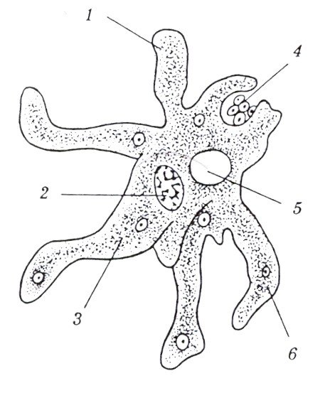 Строение амебы Протей