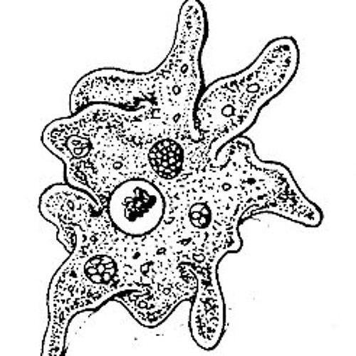 Дизентерийная амеба псевдоподии