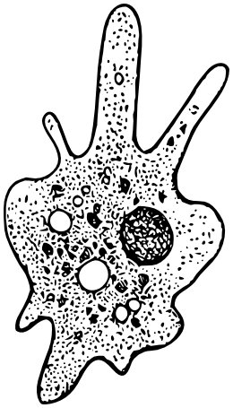 Амёба обыкновенная