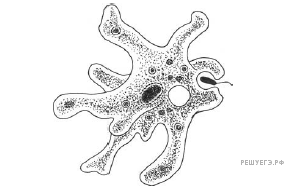 Амёба обыкновенная фагоцитоз