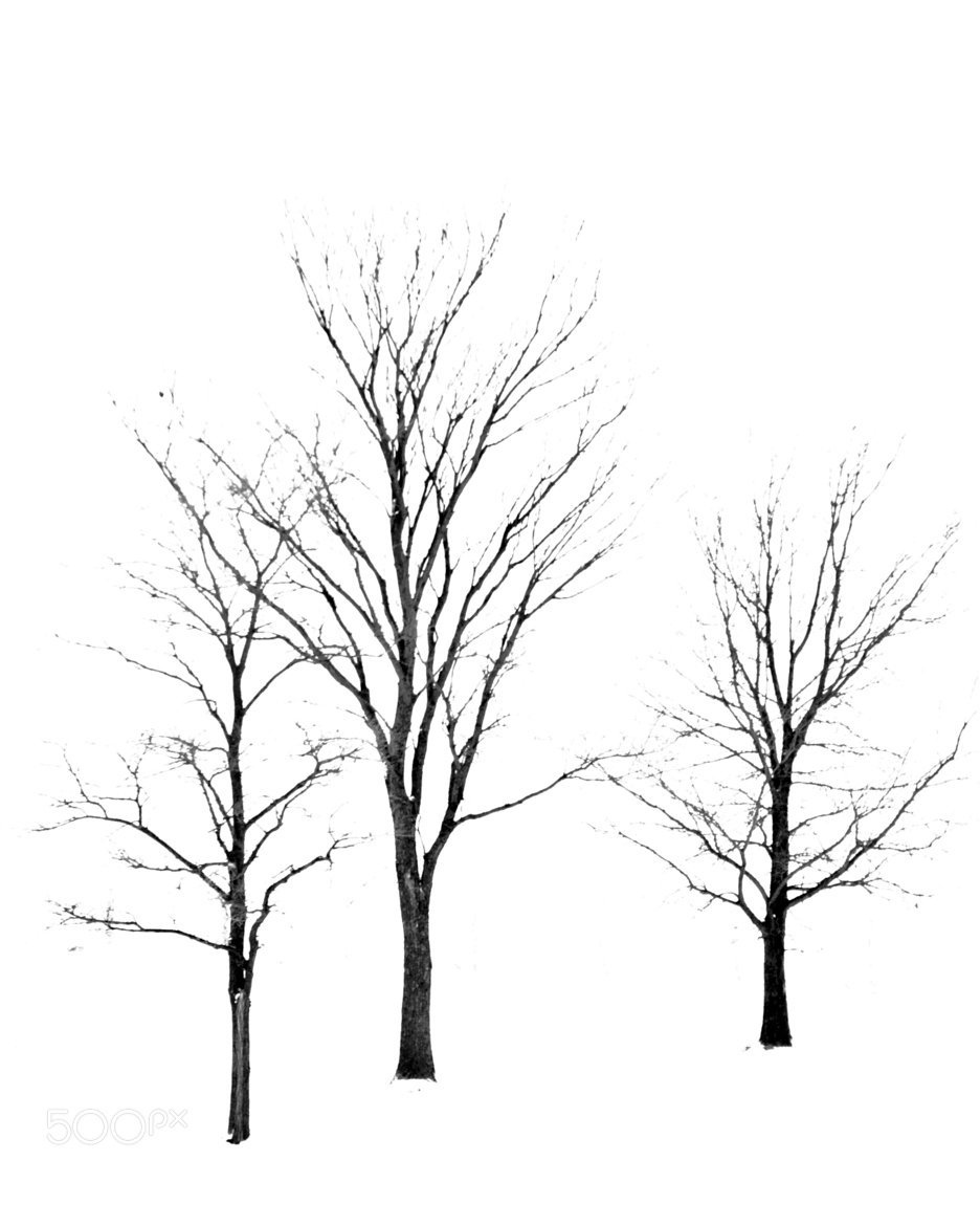 Зимнее дерево силуэт