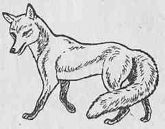 Раскраска по басне Крылова ворона и лисица