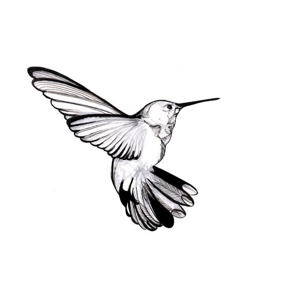 Колибри рисунок