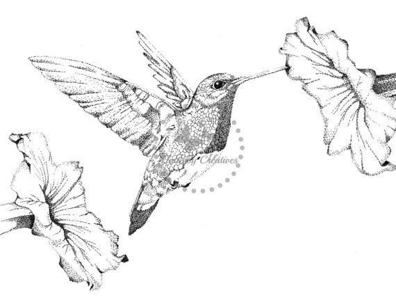 Колибри с цветком черно белое