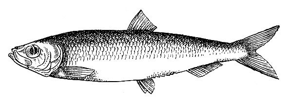 Селедка рисунок карандашом