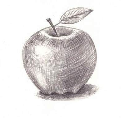 Яблоко в штриховке для начинающих