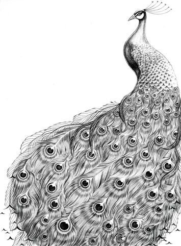 Павлин черно белый рисунок