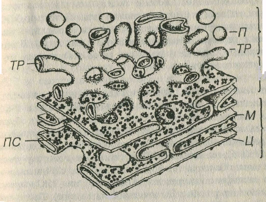 Эндоплазматическая сеть ЭПС рисунок