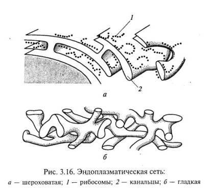 ЭПС гладкая и шероховатая строение