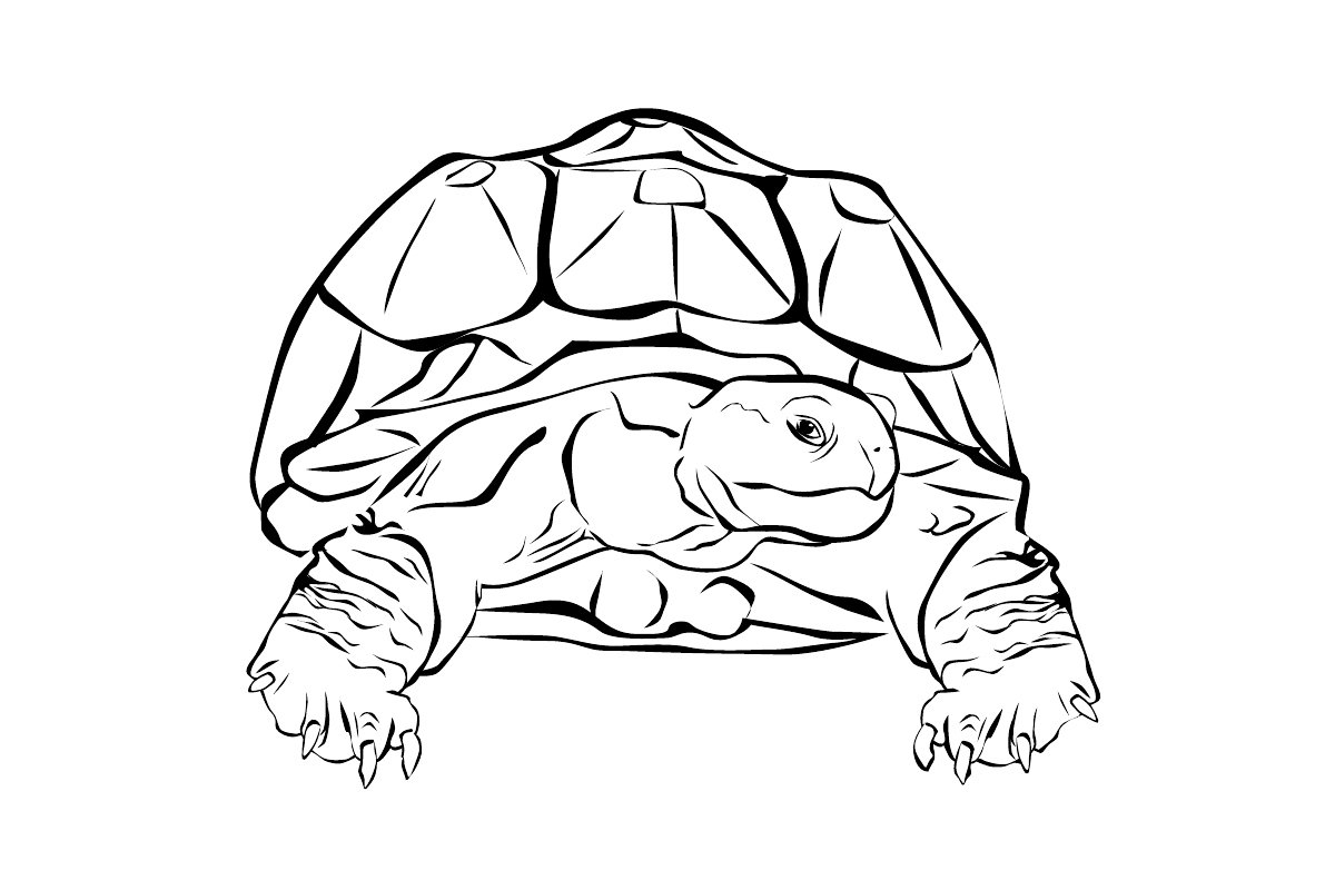 Среднеазиатская черепаха раскраска