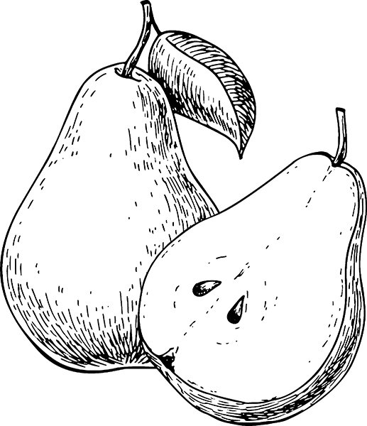 Плод груши в разрезе