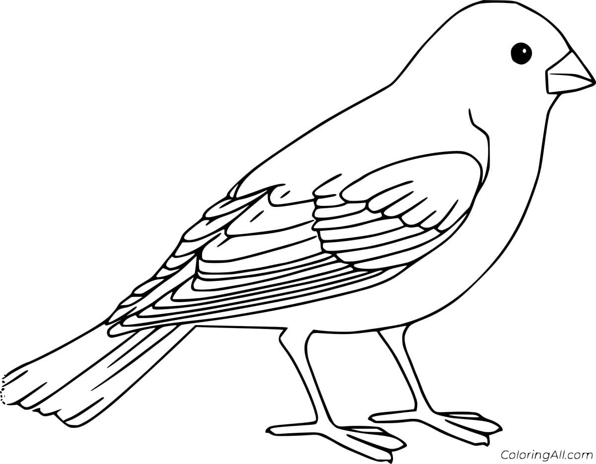 Птица рисунок раскраска для детей
