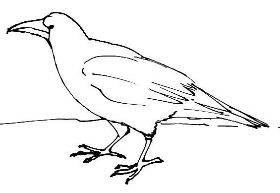 Ворон раскраска для детей