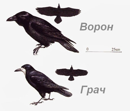 Ворона анимационная