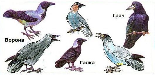 Вороны перелетные птицы