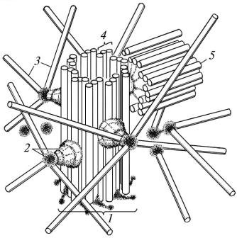 Строение клетки клеточный центр