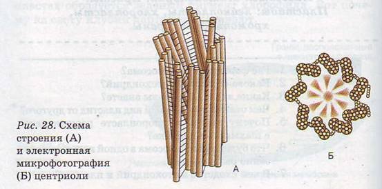 Проксимальная центриоль