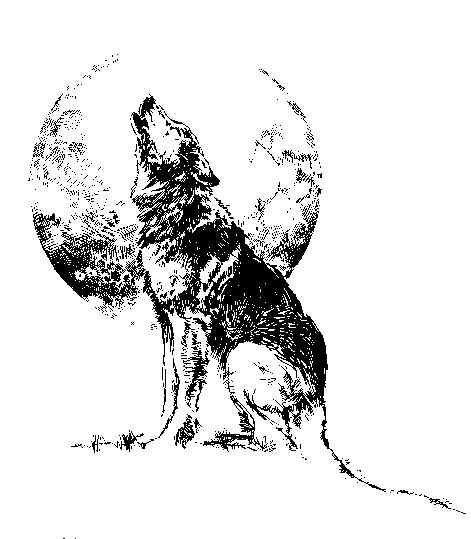 Волк воет на луну