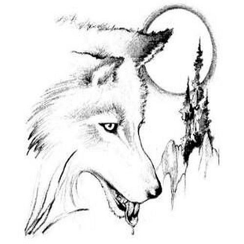 Волк чёрно белый рисунок карандашом