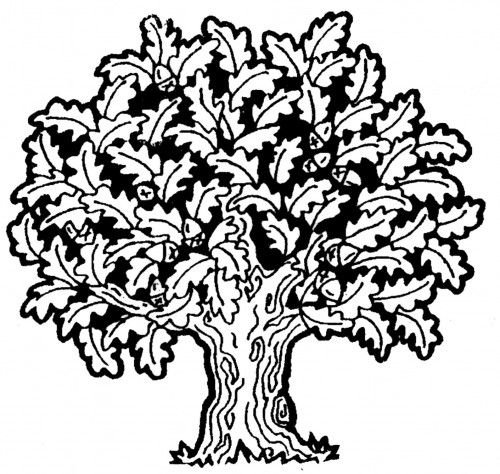 Раскраска дерево дуб с листьями и желудями