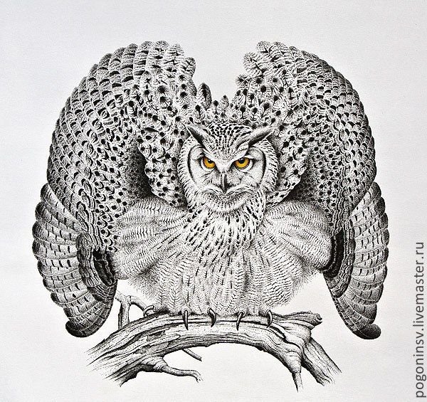 Филин Графика