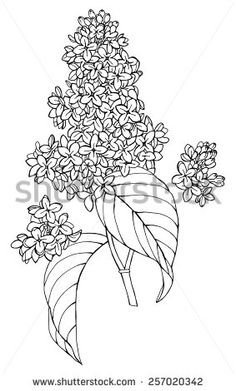 Букет сирени шаблон