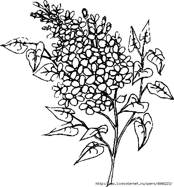 Сирень Графика рисунок