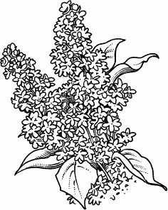 Сирень раскраска для детей