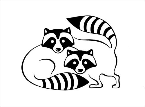 Енот черно белый