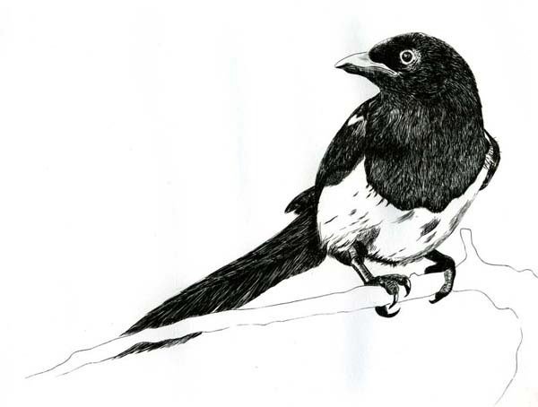 Сорока рисунок