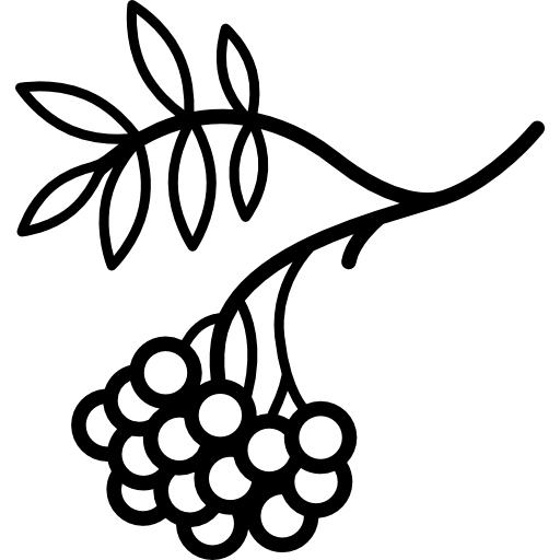 Ветка рябины