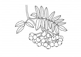 Гроздь рябины раскраска