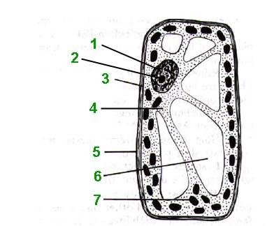 Строение растительной и животной клетки без подписей