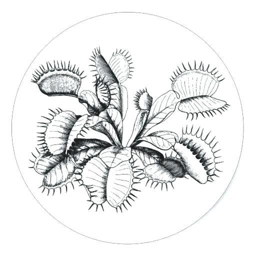 Венерина мухоловка (Dionaea) раскраска
