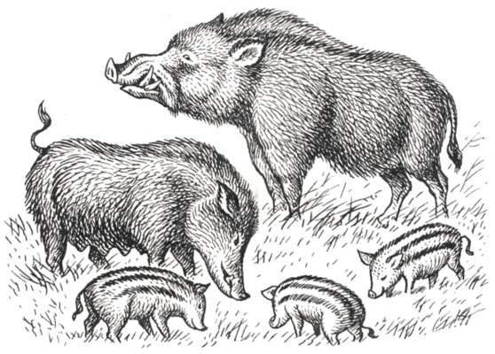 Кабан раскраска для детей