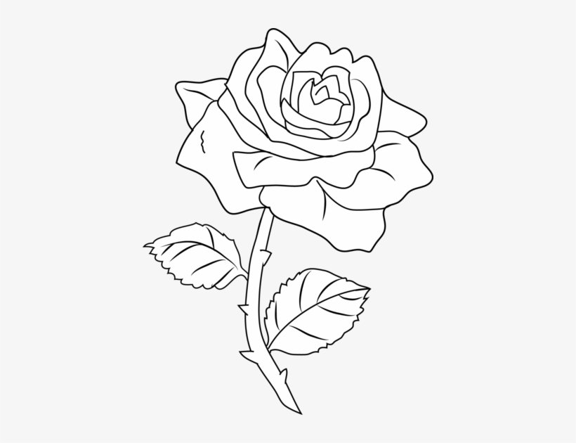 Нарисовать розу белую