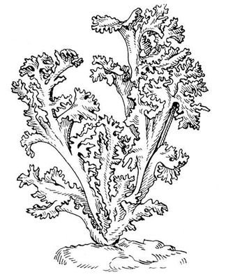 Кустистый лишайник Cetraria islandica