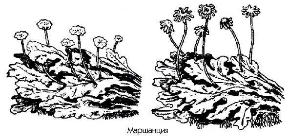 Таллом маршанции