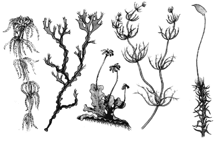 Мхи тупиковая ветвь эволюции