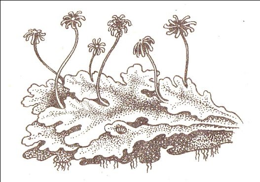 Маршанция мох ЕГЭ