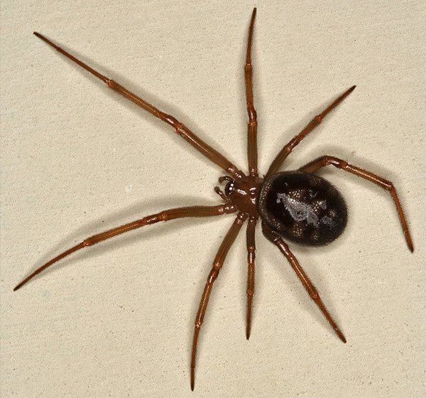 Паук крестовик зябкий