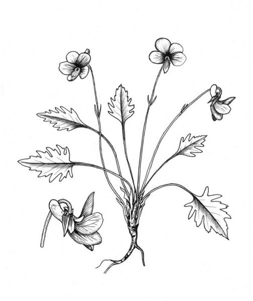 Ландыш Майский черно белый