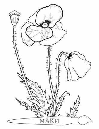 Букет ландышей карандашом